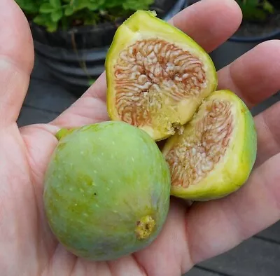 Lattarula Fig - Ficus Carica - Live Well Rooted STARTER Plant • $19.99