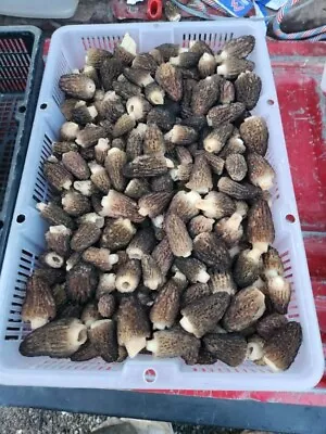 Oregon 2023 Morel Mushrooms  Mix Grade Dried 3lbs • $250