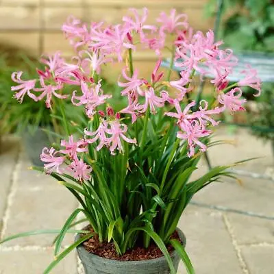 5 Nerine Bowdenii Pink Guernsey Lily Autumn Fragrant Flower Large Bulbs • £8.99