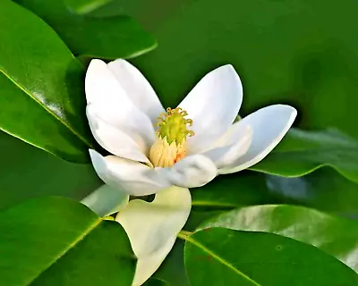 12 PLENA SWEET BAY MAGNOLIA SEEDS - Magnolia Virginiana 'Plena' • $6