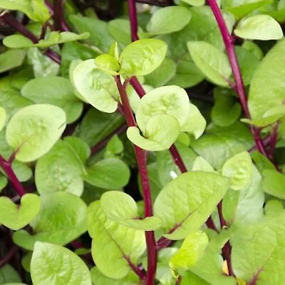 Heirloom Red Malabar Spinach Seeds - Free Ship ! Healthy ! Greens ! One Gram ! • $3.25