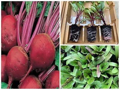 Beetroot Vegetable Plug Plants | 6 X Plug Plants | Available For Dispatch Now • £7.99