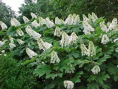 Oakleaf Hydrangea Hydrangea Quercifolia Seeds (Fast Showy Fall Color) • $2.30