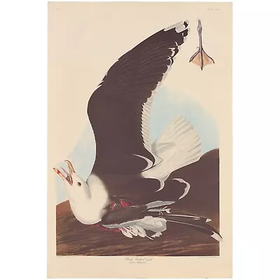 Audubon Amsterdam Ed. Double Elephant 1971 Lithograph Pl 241 Black Backed Gull • $150