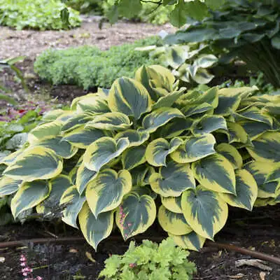 £4.99 • Buy Hosta First Frost Rhs Agm Shade Perennial Garden Container Plant