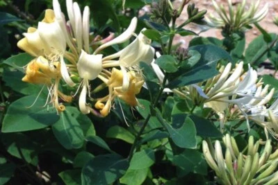 £9.99 • Buy Fragrant Honeysuckle Lonicera * Halliana * 12cm Pot * Freepost *