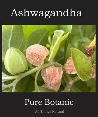 Withania Somnifera ASHWAGANDHA Plant 50mm Pot -CALMING MEDICINAL EVERGREEN SHRUB • $9.90