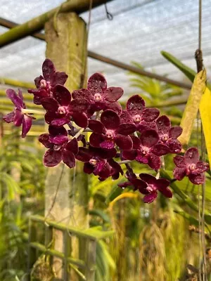 Vanda Colmarie Fragrant  Large Seedling • $15