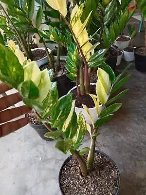 Zamia Culcas Variegated 2Stem + Free Phytosanitary Certificate DHL Express • $94