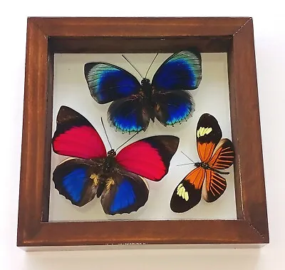 3 Real Butterflies Amazing Colors Mounted Wood Mahogany Double Glass 5.5 X5.5 • $89.99