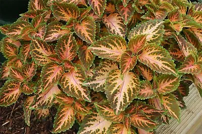 Flower - Coleus - Wizard Coral Sunrise - 30 Seeds • £1.45