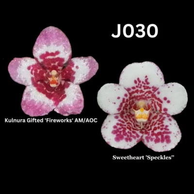 Sarcochilus Orchid Seedling. J030 (Kulnura Gifted 'Fireworks' AM/AOC X Sweethear • $13.50