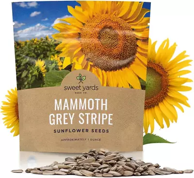 Mammoth Grey Stripe Sunflower Seeds For Planting – Extra Large Packet – Over 250 • $22.31