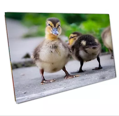 Duckling Lustre Gloss Photographic Art Print A2 • £12.99