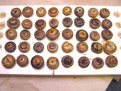 40 Dried Button Acorns With Caps For Fall Crafts Real Acorns Set C • $18.99