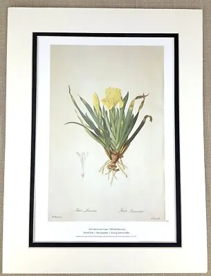 £34 • Buy Vintage Botanical Print Yellow Dwarf Iris Flower Lily Pierre Joseph Redoute
