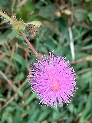 Sensitive Plant Touch Me Not (Mimosa Pudica) 5 Seeds • $3