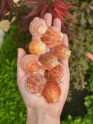 Wholesale 1 LB Florida Orange Bay/Calico Scallop Seashells 1 + Autumn Fall Decor • $35