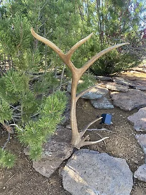 6 Pt Elk Shed ~ Antler ~ Decor -  • $237