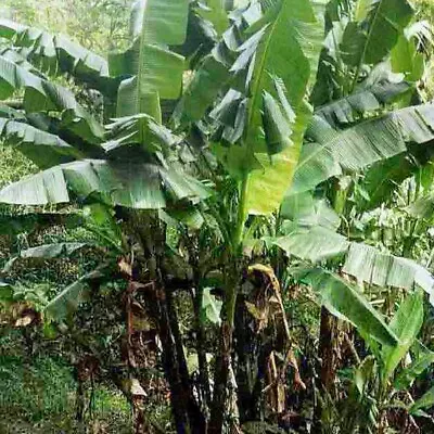 5  Seeds - MUSA  Textillis Borneo EXOTIC TROPICAL BANANA . FRESH SEED • £4.75