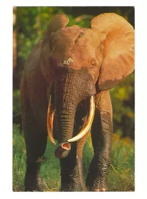 Vintage Elephant Print/Postcard Wildlife Conservation Society 5.75  • $3.95