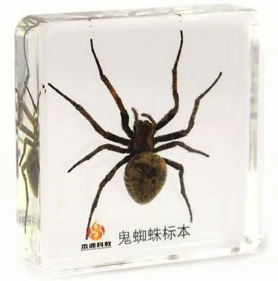 Real Ghost Spider Arachnid Insect Paperweight Specimen - Large Block • £19.95