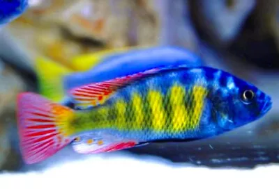 Stunning Haplochromis Sp Ch 44  Pundamilla Lake Victoria Malawi Cichlids 4-5 Cm • £11.99