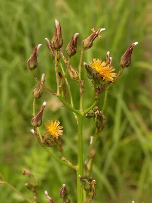 50+ Seeds Wild Lettuce (Lactuca Virosa) Pain Relief • $10