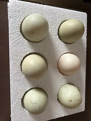 Mallard Duck Hatching Eggs X 6 • £10