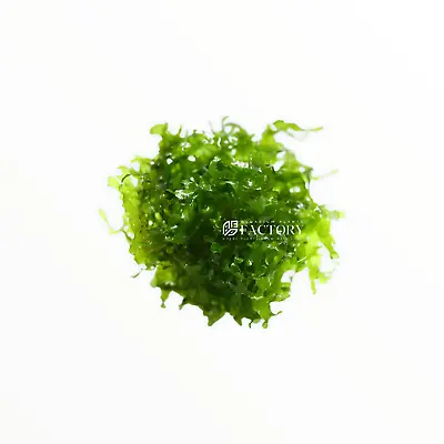 Subwassertang Moss (Round Pellia) | Aquarium Plants Factory® • $6.99