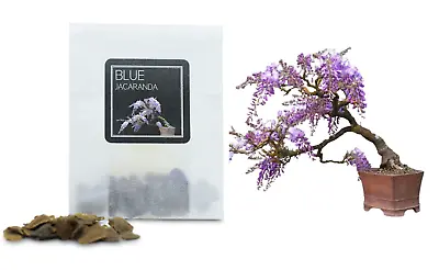 30 Blue Jacaranda Bonsai Seeds | Grow Your Own Bonsai Tree | Beginners Gift • £3.79
