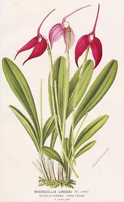 Masdevallia Lindeni Orchid Orchid Flower Botany Botany Stroobant Litho • $14.87