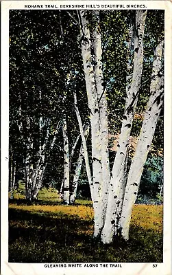 $4.95 • Buy Mohawk Trail Berkshire Hill's Beautiful Birches Massachusetts MA UNP Postcard