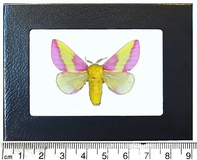 Dryocampa Rubicunda Pink Rosy Maple Moth USA Framed • $60