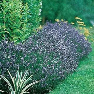 Lavender- Hidcote- Blue- 50 Seeds- BOGO 50% Off SALE • £3.05