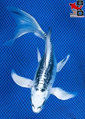 7  BUTTERFLY KIKOKURYU Live Koi Fish Garden Pond 3/25 • $37.99