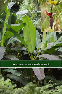 Tropical Seeds -Musa Nagensium- Snow Banana- 5 Heirloom Seeds • $9.99