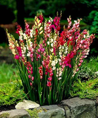 20 Ixia (Corn Lilium) Mixed Bulbs/Corms Perennial Summer Flowering Garden Plant • £5.25