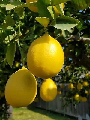 Grafted MEYER Lemon Citrus Tree 26-30” Citrapot Ship UPS Overnight • $79