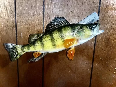 Perch Taxidermy Fish Mount! • $66