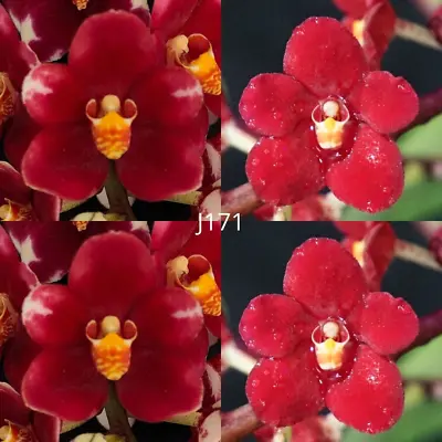 $14.50 • Buy Sarcochilus Orchid Seedling. J171 (Duno Nickys Twin 'Voo Doo' AM/AOC X Kulnura F