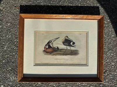 AUDUBON'S BIRDS Of AMERICA - Plate 349 - HUDSONIAN GODWIT Framed Museum Glass • $65