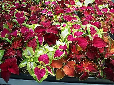 Coleus Rainbow Mix 800 Finest Seeds - Stunning Foliage • £2.39