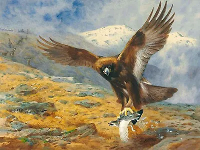 £22.95 • Buy Archibald Thorburn The Eagle's Stoop A Golden Eagle Snatching A Ptarmigan Canvas