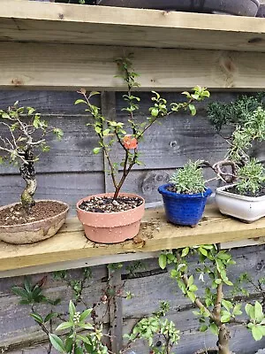 Bonsai Tree Japanese Quince • £35