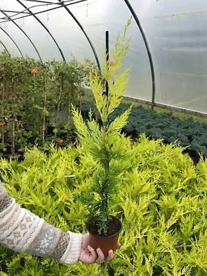 15 Gold Leylandii Hedging - Leyland Cypress Apx 30-45cm - With Support Canes • £39.95