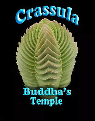 Crassula Buddha's Temple (C. Pyramidalis X C. Perfoliata) (NOT FOR WA) X 1 • $15