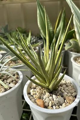 Sansevieria Francisii Highly Variegated In A 16cm Pot Large Plant • $80