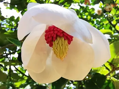 MAGNOLIA SIEBOLDII Chinese Magnolia Striking Flowers Small Tree 8-10cm Tall • £10.90