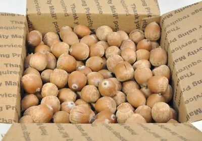 ACORNS FLOATERS FOR DECORATION CRAFTS LOT OAK TREE +5Lbs • $9.93